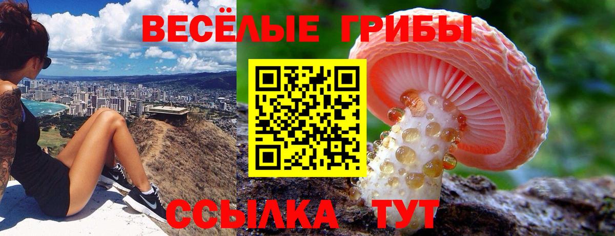 Галлюциногенные грибы Psilocybine cubensis Барнаул
